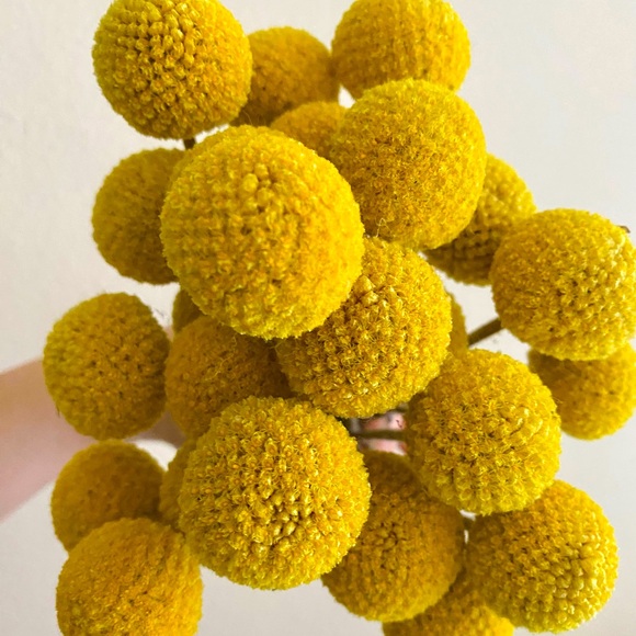 10 STEMS Dried Flowers Billy Balls - Craspedia Flowers - Picture 13 of 13